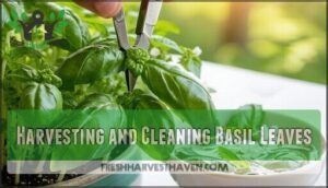 harvesting and cleaning basil leaves