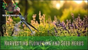 harvesting flowering and seed herbs