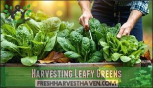 harvesting leafy greens