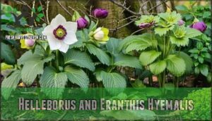 helleborus and eranthis hyemalis
