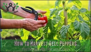 how to harvest bell peppers