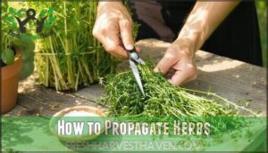 how to propagate herbs