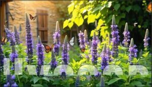 hyssop