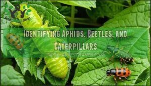 identifying aphids, beetles, and caterpillars