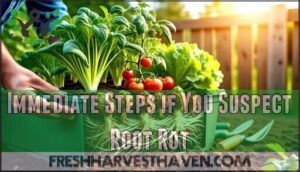 immediate steps if you suspect root rot