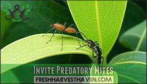 invite predatory mites