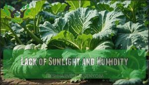 lack of sunlight and humidity