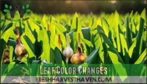 leaf color changes