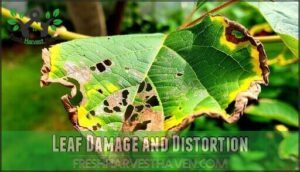 leaf damage and distortion