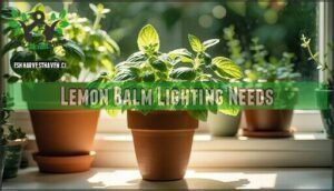 lemon balm lighting needs