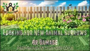 looking for new animal burrows or damage
