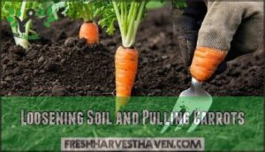 loosening soil and pulling carrots