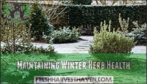 maintaining winter herb health