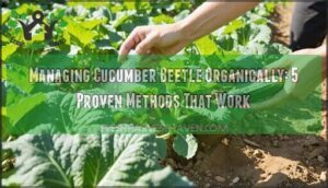 managing cucumber beetle organically