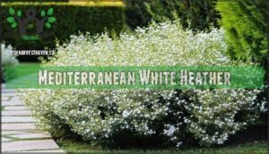 mediterranean white heather