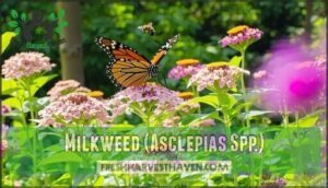 milkweed (asclepias spp.)