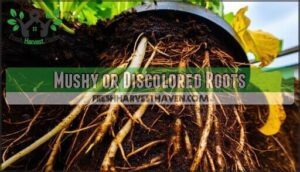 mushy or discolored roots