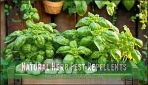 natural herb pest repellents