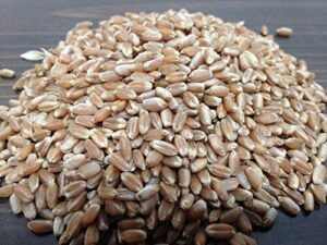 Non GMO,Magic Grow Premium Wheatgrass Seed,Hard B01LXD3LE9