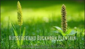 nutsedge and buckhorn plantain