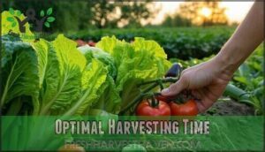 optimal harvesting time