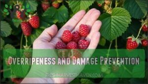 overripeness and damage prevention