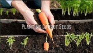 planting carrot seeds
