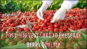 post-harvest care to preserve berry quality