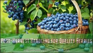 post-harvest handling for quality berries