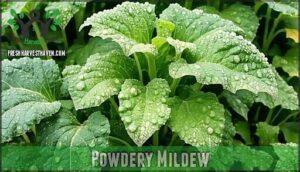 powdery mildew