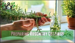 preparing rosemary cuttings