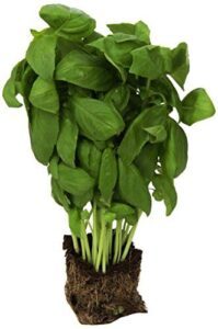 Produce Living Basil, 1 Ea B07FYJFRPM