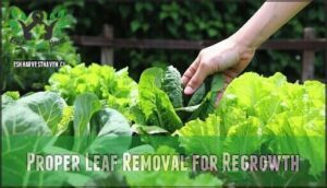 proper leaf removal for regrowth