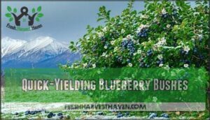 quick-yielding blueberry bushes
