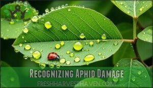 recognizing aphid damage