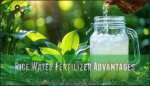 rice water fertilizer advantages