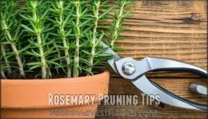 rosemary pruning tips