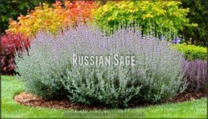 russian sage