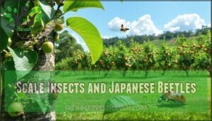 scale insects and japanese beetles
