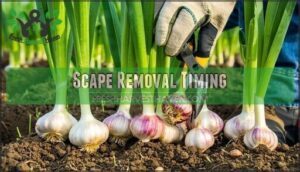 scape removal timing