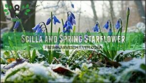 scilla and spring starflower