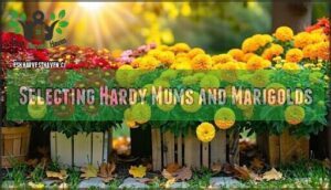 selecting hardy mums and marigolds