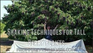 shaking techniques for tall berry plants