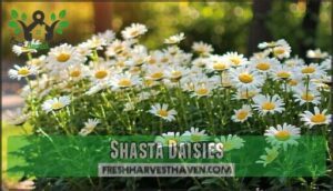 shasta daisies