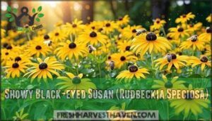 showy black-eyed susan (rudbeckia speciosa)