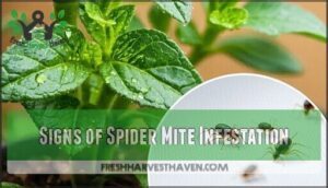 signs of spider mite infestation