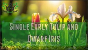 single early tulip and dwarf iris