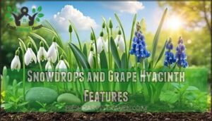 snowdrops and grape hyacinth features