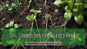soil conditions for shaded herbs