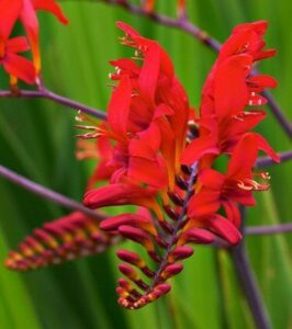 Spectacular Lucifer Crocosmia Lily Blooming B01DHJF9QK